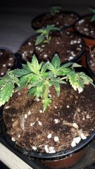 Bouture OG kush +10 cro