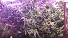 Og kush/Hulkberry à +52 flo...blue widow à +45