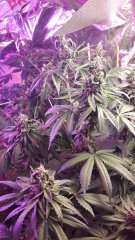 Og kush/Hulkberry/blue widow +63 flo