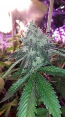 Hulkberry +63 flo