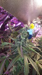 Petite tête og kush à +63 flo
