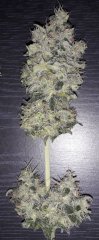 Ak47 +65