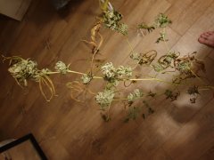 20190612_225218.jpg