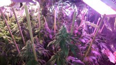 Hulkberry +64 flo / og kush + 64 flo