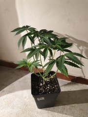 White OG KarmA