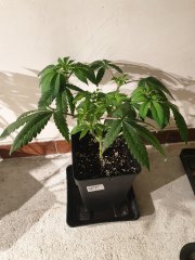 White OG KarmA
