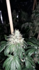 Blue widow +67 flo