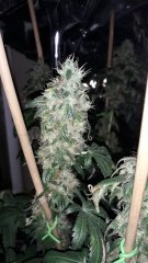 OG kush +75 flo