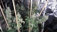 Critical +75 flo