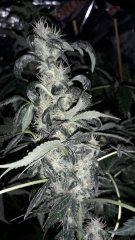 Kush spécial +75 flo