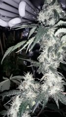 Og kush +75 flo