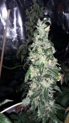 Kush spécial +75 flo