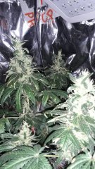 Kush spécial +75 flo