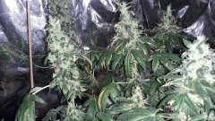 Kush Spécial +75 flo