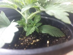 20190629_094329.jpg