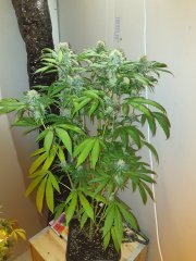 BlueDream HSO 12/12+49