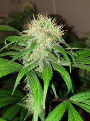 BlueDream HSO 12/12+49