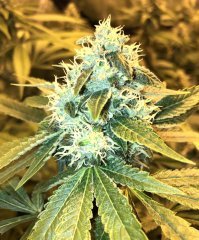 Karma Sour Diesel Bx2 #3