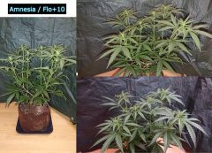 Amnesia_F10.JPG