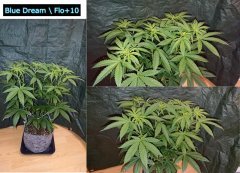 Blue_Dream_F10.JPG