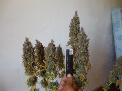 Chem#4 x OTM#1 - Mosca seeds - phéno#1