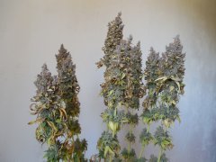 Chem#4 x OTM#1 - Mosca seeds - phéno#1