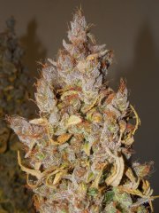 Chem#4 x OTM#1 - Mosca seeds - phéno#1