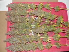 Chem#4 x OTM#1 - Mosca seeds - phéno#1