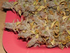Chem#4 x OTM#1 - Mosca seeds - phéno#1