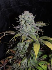 Old Time Indiana Bubblegum