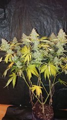 Critical+ F59
