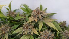 Flo 79 Gorilla Zkittle