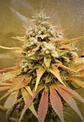 Limon Skunk