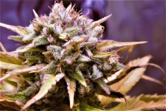 S.A.D. Sweet Afgani Delicious CBD®