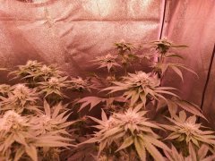 IMG_20190601_193431.jpg