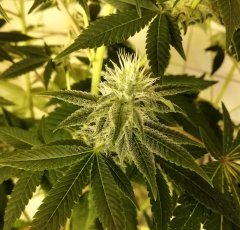 Gorilla bubble bx2 12/12 +28