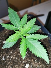 boy scout cookie