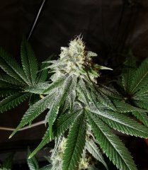Gorilla Bubble BX2  #2 12/12 +34