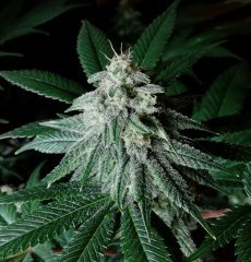 Gorilla Bubble BX2  #2 12/12 +34