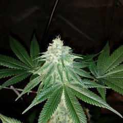 Gorilla Bubble BX2  #2 12/12 +34
