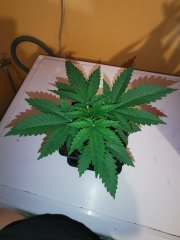 boy scout cookie cro +18