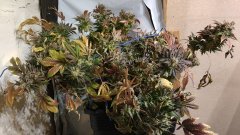 Chemdawg 18L GD COB