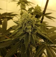 Gorilla Bubble bx2 12/12 +43