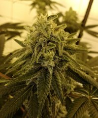 Gorilla Bubble bx2 12/12 +43