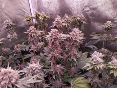 IMG_20190628_184640.jpg
