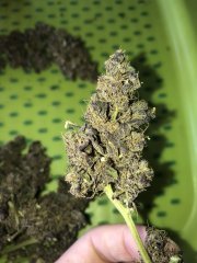 IMG_6544.jpg
