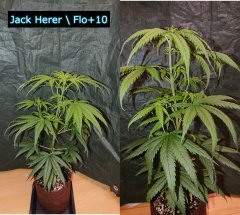 Jack_Herer_F10.JPG