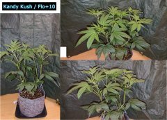 Kandy_Kush_F10.JPG