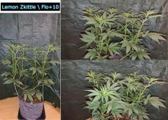 Lemon_Zkittle_F10.JPG