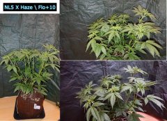 NL5XHaze_F10.JPG